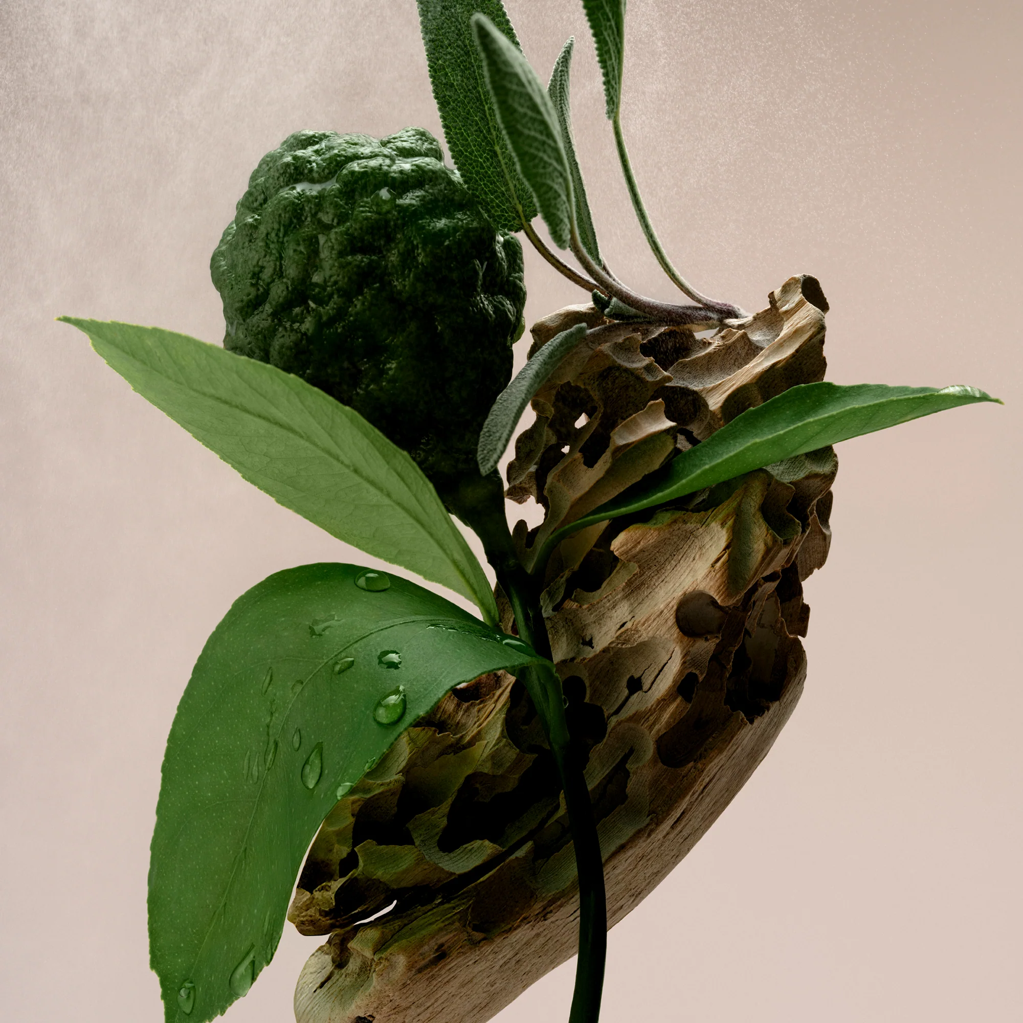 Driftwood - Body Oil - Image 6