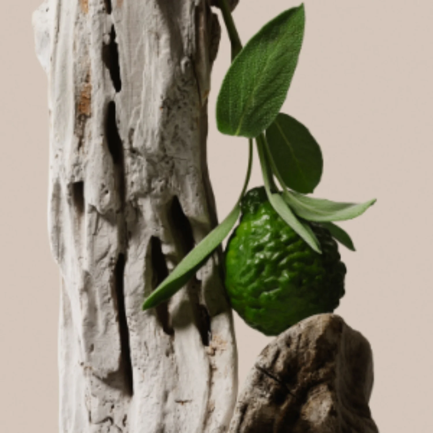 Driftwood - Trio - Image 4