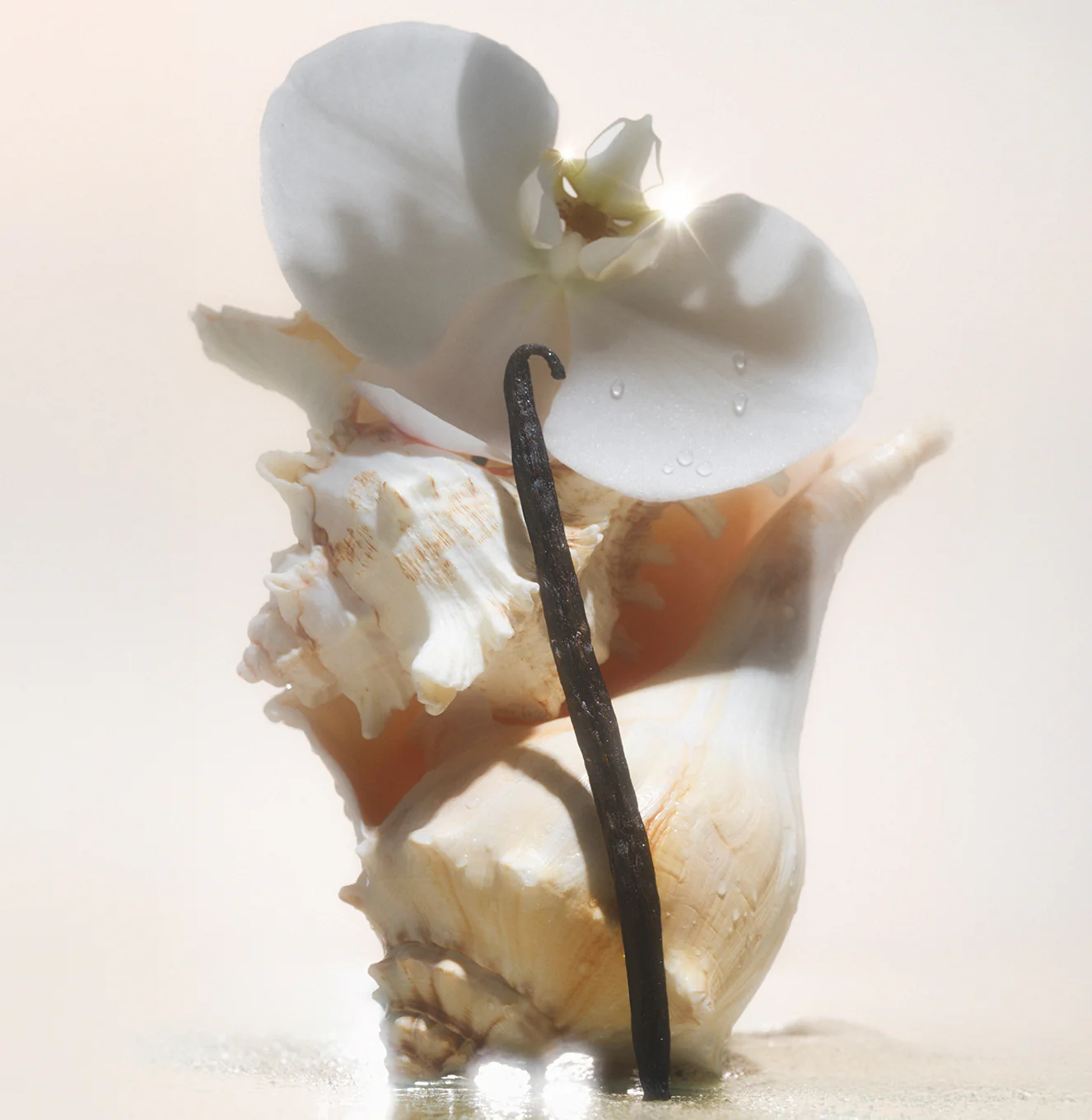 Salt Water Vanilla - Essentials Set - Image 3