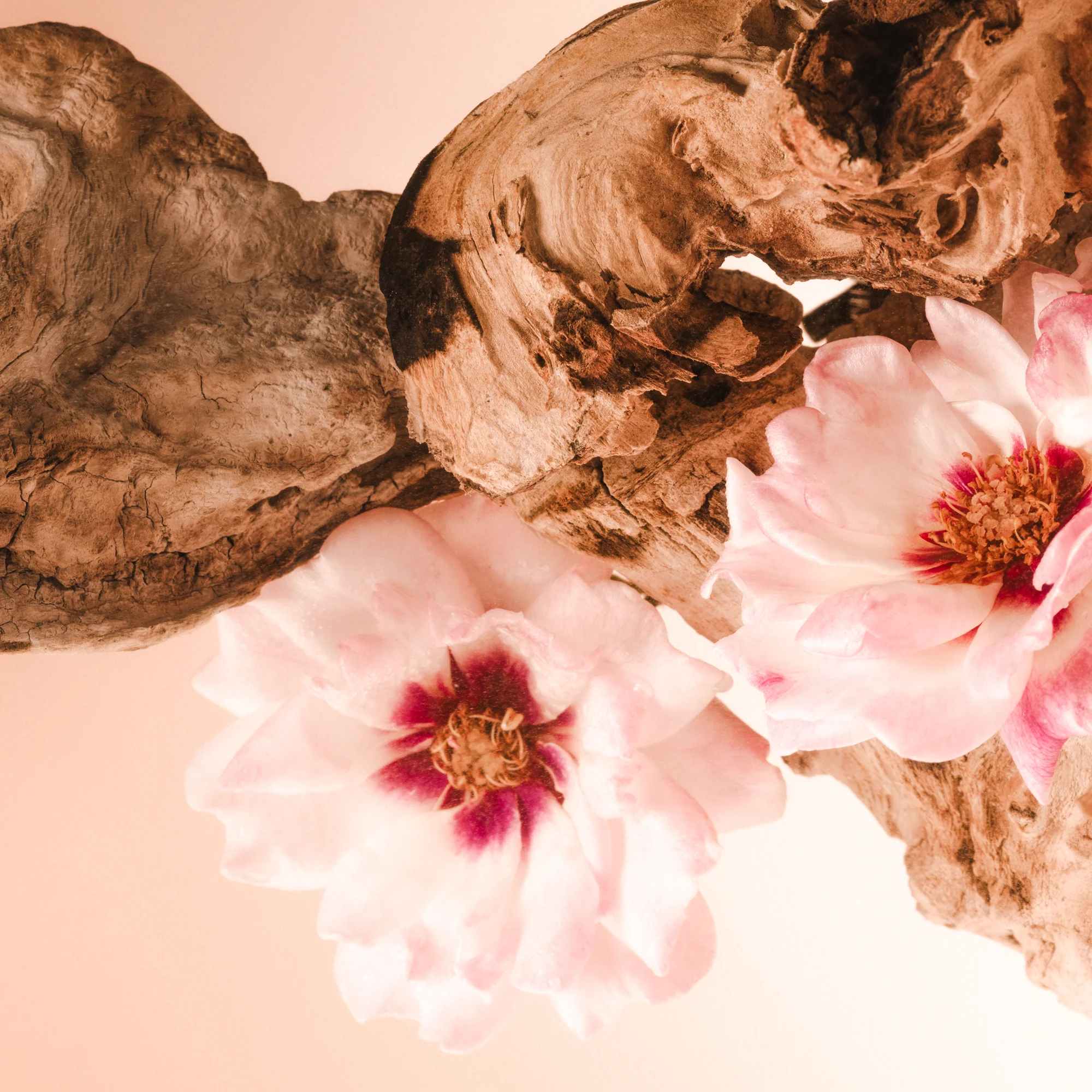 Santal Bloom - Cleanse & Hydrate Bundle - Image 4